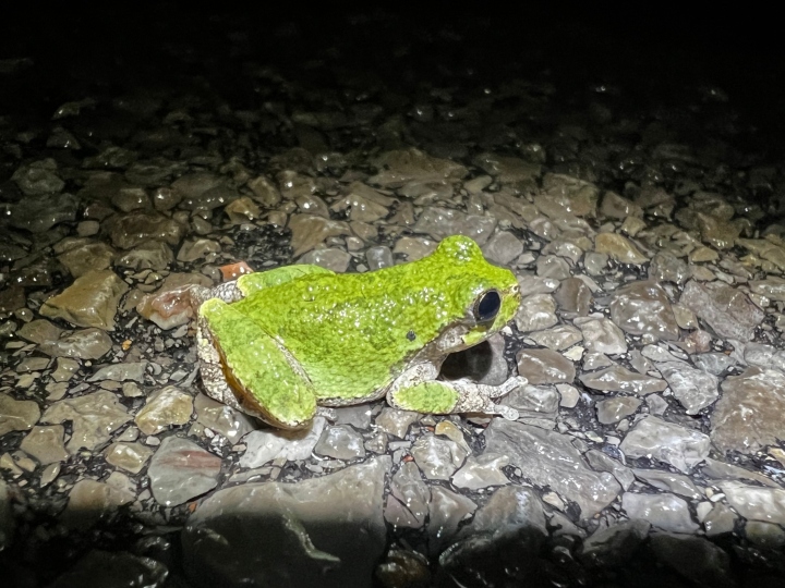 Bird-voiced Treefrog